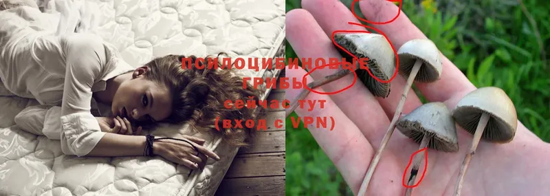 Галлюциногенные грибы Psilocybe  Мариинск 